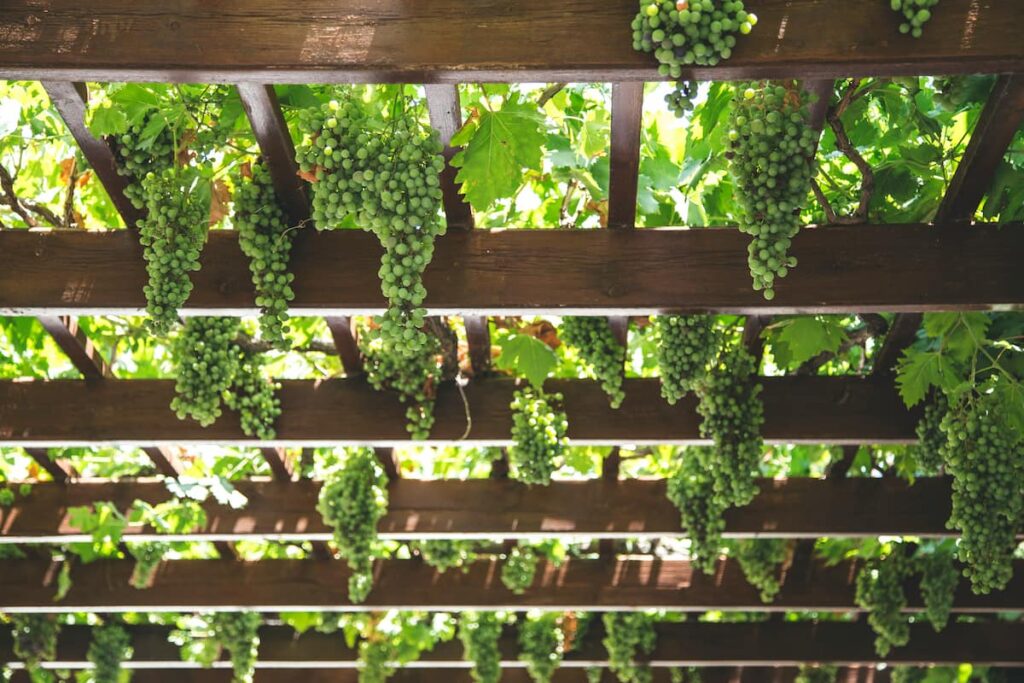 Grapes growing on a pergola