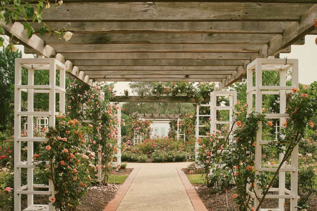 climbing roses over a gazebo